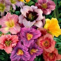 Hemerocallis / Denivka